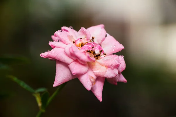 Beautiful Pink Rose Garden — Stock Photo, Image