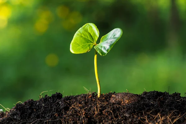 Planta Joven Luz Mañana — Foto de Stock