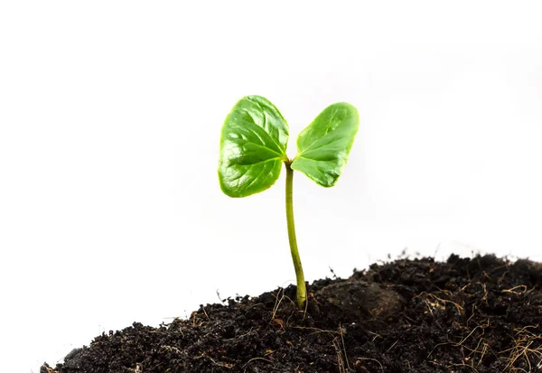 Green Sprout Growing Seed — Stock Photo, Image