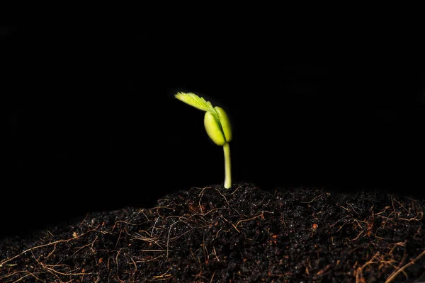 緑の植物の成長 選択的な焦点 — ストック写真