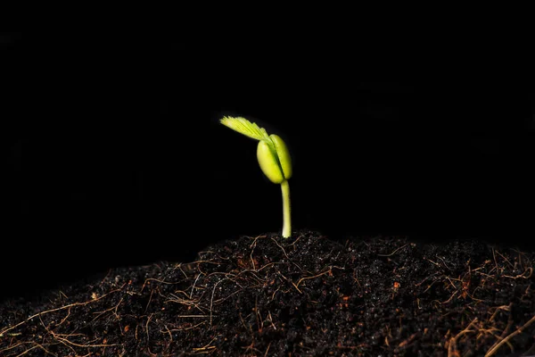 Growing Green Plant Selective Focus — Stock Photo, Image