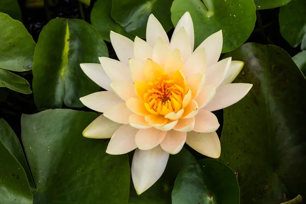Lotus Flower Close — Stock Photo, Image