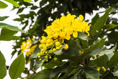 Altın duş, tasfiye Cassia (Cassis fistül Linn )