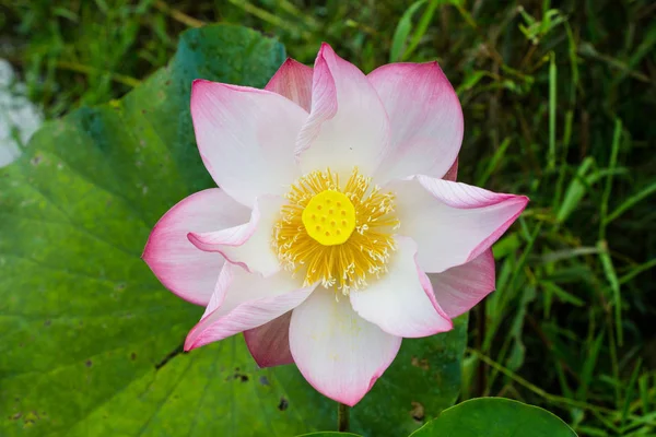Pink Lotus Green Leaves — Stock Photo, Image