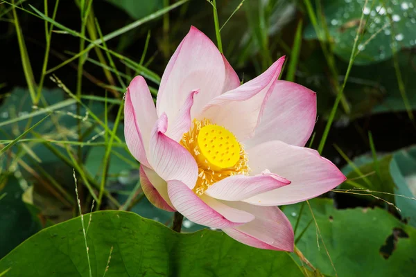 Lotus Flower Close — Stock Photo, Image