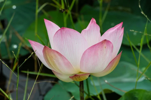 池の蓮の花 — ストック写真