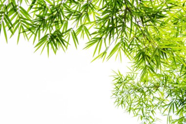 Beyaz arkaplanda izole edilmiş bambu yaprakları