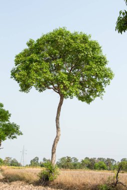 cumini ağaç yakın çekim 