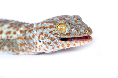 Tokay Gecko, Gekko gecko, beyaz arka plana karşı