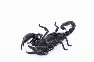 Beyaz arkaplanda siyah akrep