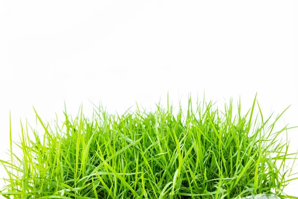 Groen Gras Achtergrond Close — Stockfoto