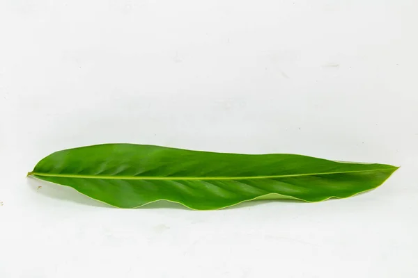 Alpinia Galanga Leaves White Background — Stock Photo, Image