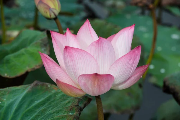 Lotus Flower Close — Stock Photo, Image