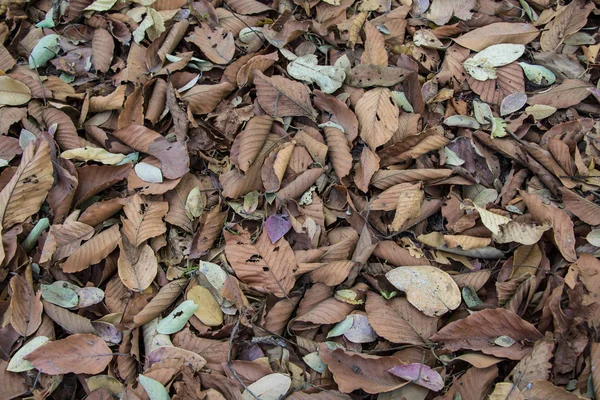 Dry Autumn Leaves Close — Stock Photo, Image