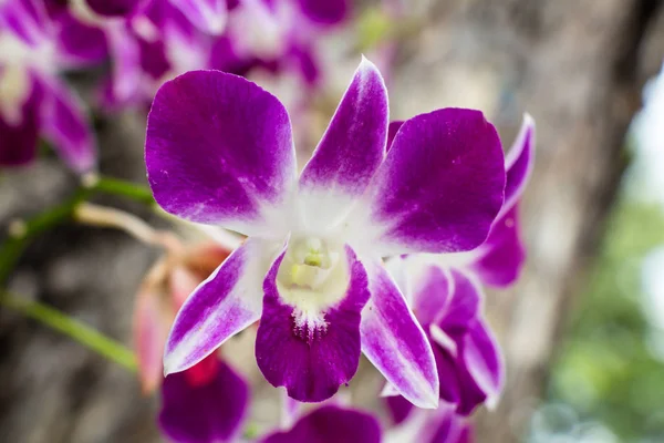 美しい蘭の花の庭 — ストック写真