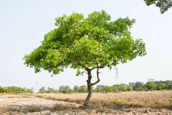 Cumini Tree Close — Stock Photo, Image