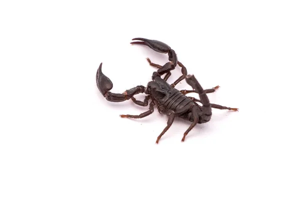 Musta Skorpioni Heterometrus Cyaneus — kuvapankkivalokuva