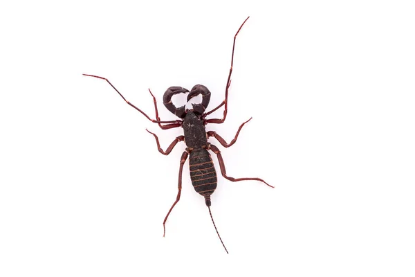 Vinegaroon Scorpion Isolated White Background — Stock Photo, Image
