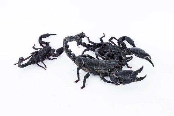 Black Scorpions Isolated White Background — Stock Photo, Image