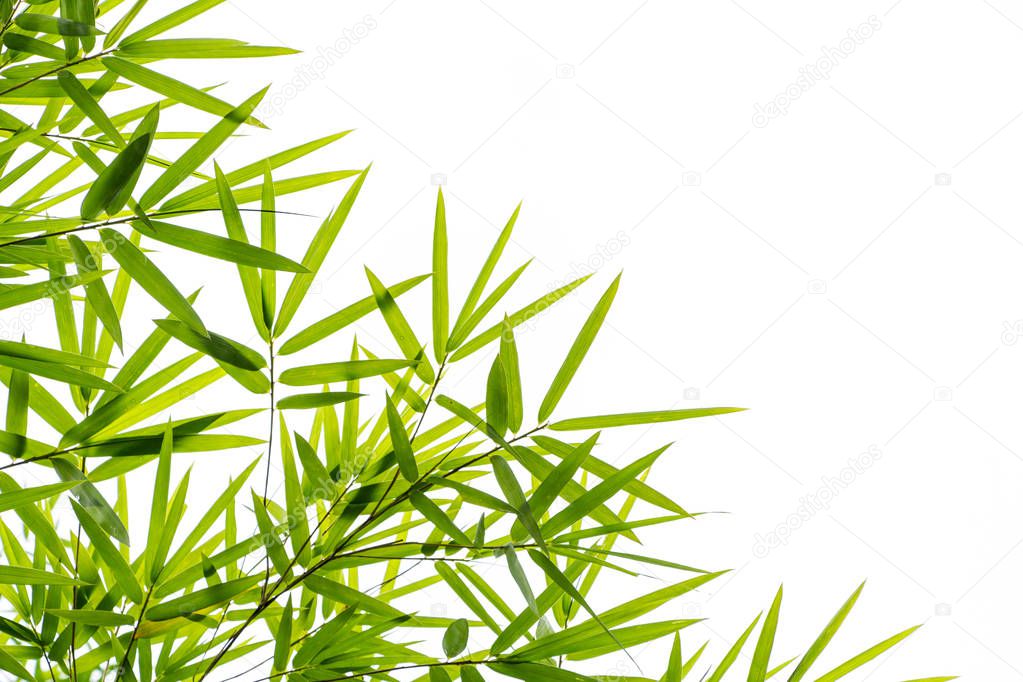 Bamboo leaves isolated on white background