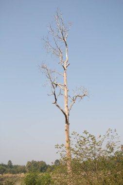 Mavi gökyüzü arkaplanındaki ağaç