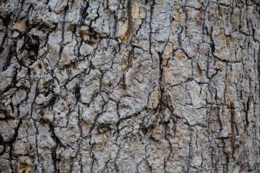 Ağaç doku arka plan kabuk
