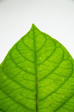 Beyaz arkaplanda yeşil yaprak izole edildi