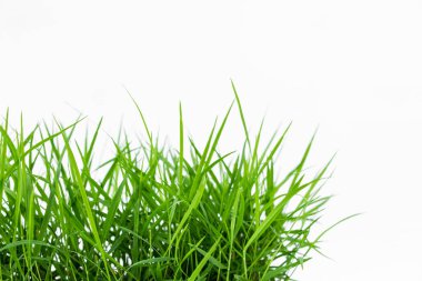 Beyaz arkaplanda yeşil çimen izole