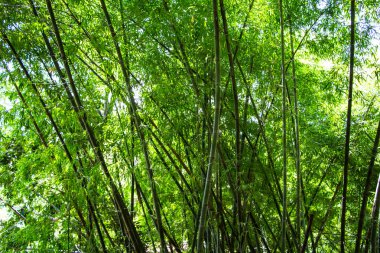 Bambu ormanında güzel manzara