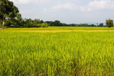 pirinç tarlaları ve derin mavi gökyüzü