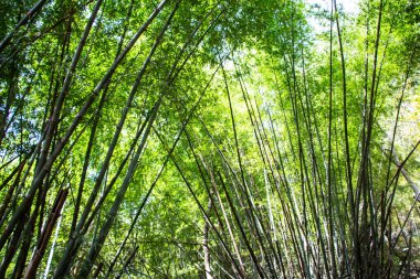 Tayland 'daki Bambu Ormanı