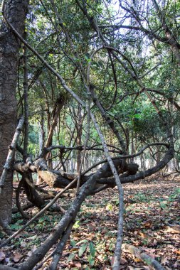 Yaklaşık Tayland yağmur ormanları ile sarma