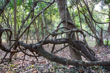 bir ormanda Tayland bükülmüş