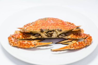 Beyazda izole edilmiş Dungeness yengeci.