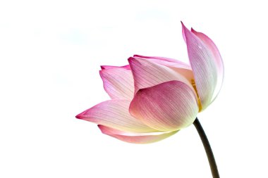 Lotus çiçeği Asya kültüründe önemli bir semboldür.