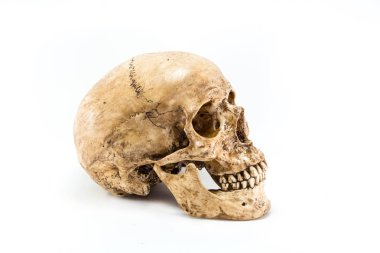 İnsan kafatasının yan görünümü