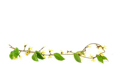 beyaz görünümde izole kır çiçekleri