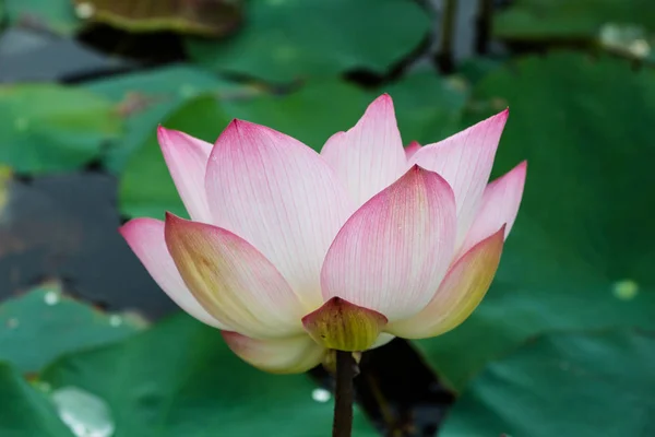 Lotus Flower Green Leaf — Stock Photo, Image