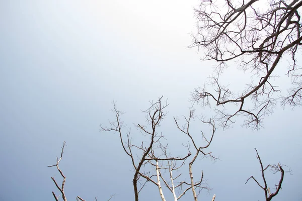 Árvore Seca Morta Céu Azul — Fotografia de Stock