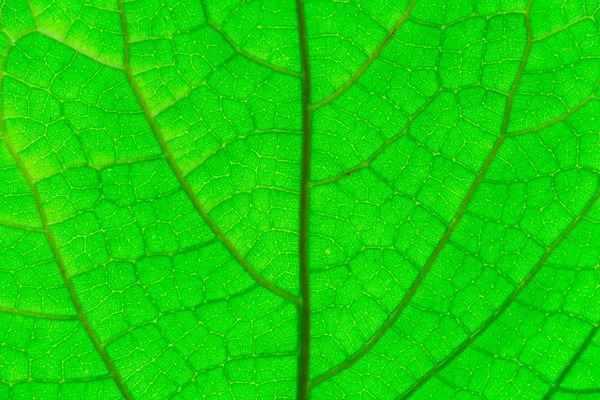 Textura Folha Verde Macro — Fotografia de Stock