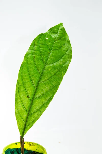 Grünes Blatt Isoliert Auf Weißem Hintergrund — Stockfoto