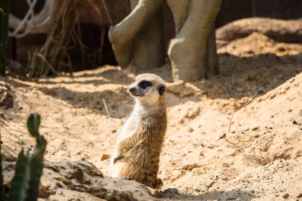 Suricata Suricatta Animal Livre Deserto — Fotografia de Stock