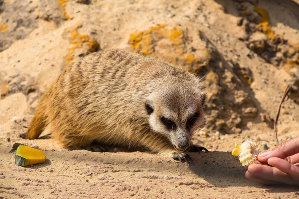 Suricata Suricatta Animal Livre Deserto — Fotografia de Stock