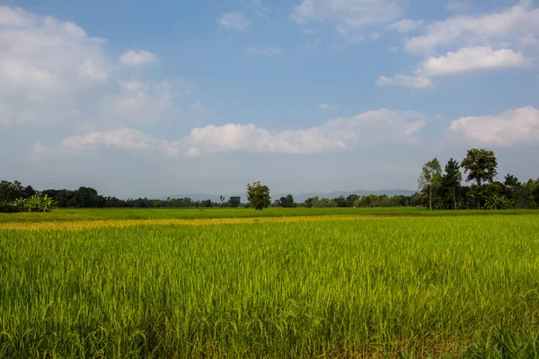 Рисовые Поля Глубокое Голубое Небо — стоковое фото
