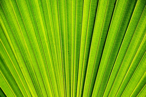 Vollbild Des Grünen Palmblattes — Stockfoto