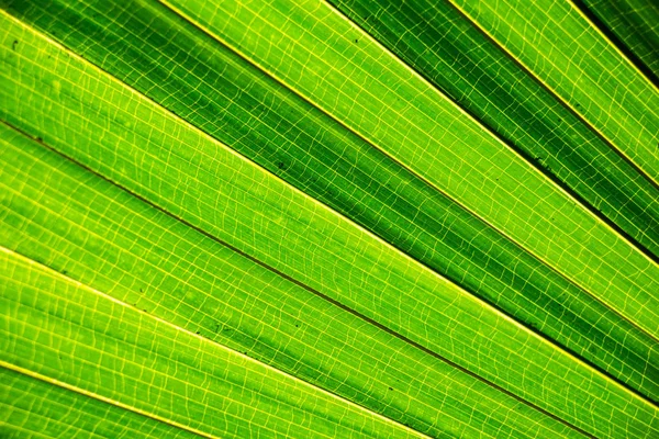 Palmový List Textury Pozadí — Stock fotografie