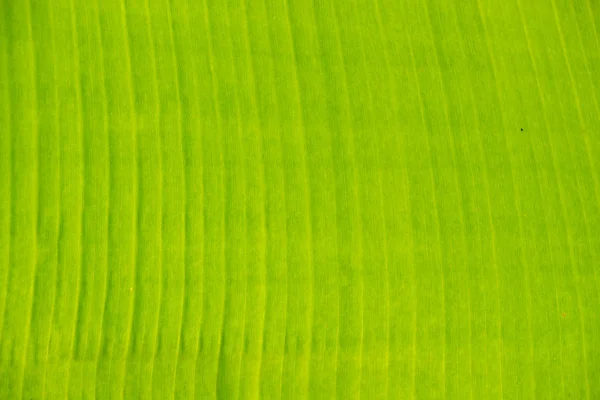 Banana Leaf Background Lines — Stock Photo, Image