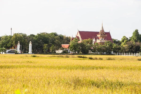 Pirinç Alan Yakınındaki Tapınak Tayland — Stok fotoğraf