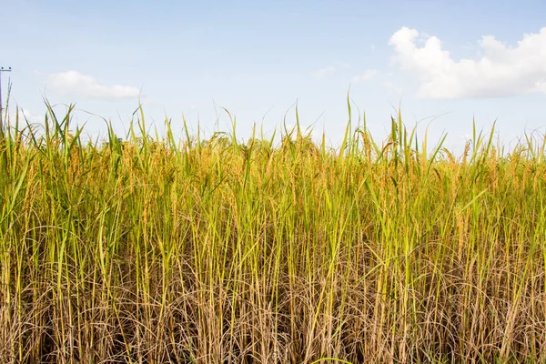 Campos Arroz Cielo Azul Profundo —  Fotos de Stock