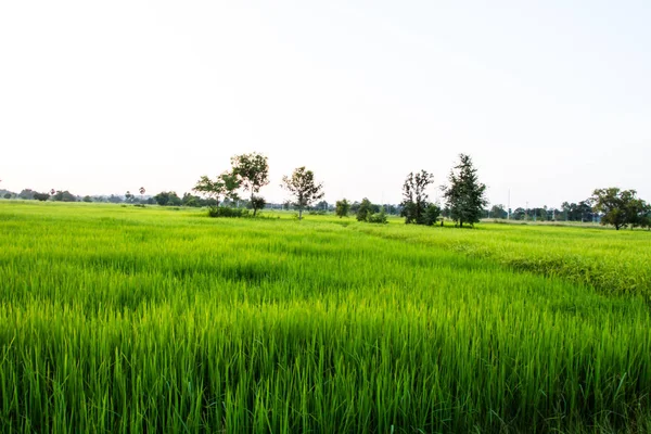 Reen Рисовое Поле Голубое Небо Азии — стоковое фото